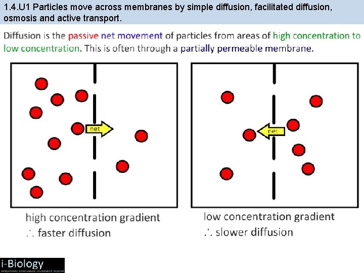 1. 4. U 1 Particles move across membranes by simple diffusion, facilitated diffusion, osmosis