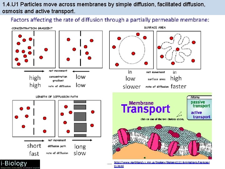 1. 4. U 1 Particles move across membranes by simple diffusion, facilitated diffusion, osmosis