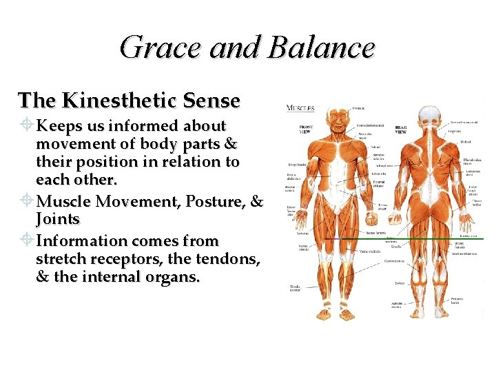 Grace and Balance The Kinesthetic Sense ±Keeps us informed about movement of body parts