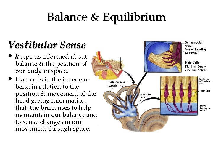 Balance & Equilibrium Vestibular Sense • keeps us informed about • balance & the