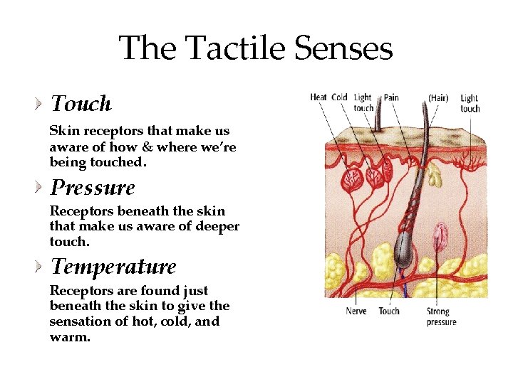 The Tactile Senses Touch Skin receptors that make us aware of how & where