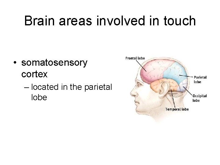 Brain areas involved in touch • somatosensory cortex – located in the parietal lobe