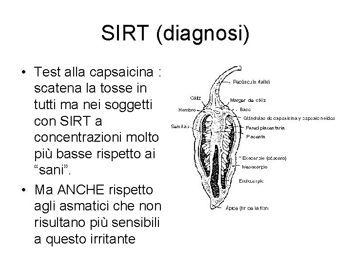 SIRT (diagnosi) • Test alla capsaicina : scatena la tosse in tutti ma nei