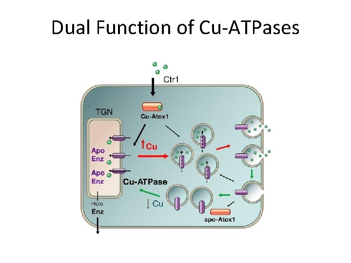 Dual Function of Cu-ATPases 