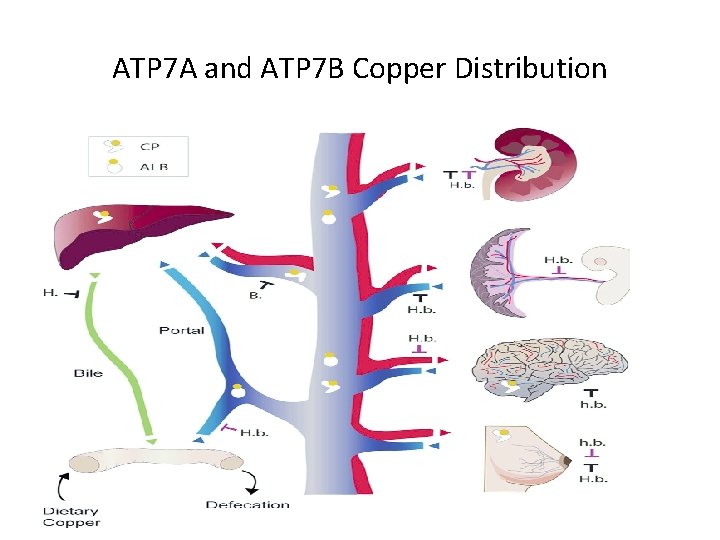 ATP 7 A and ATP 7 B Copper Distribution 