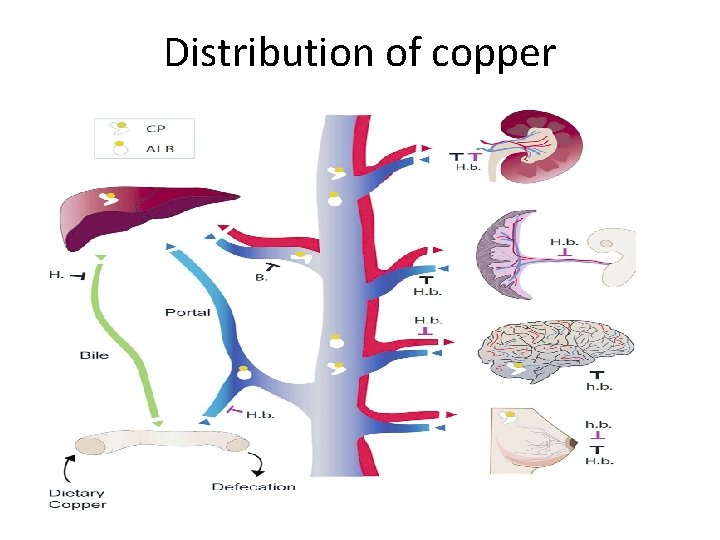 Distribution of copper 