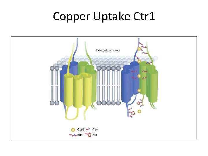 Copper Uptake Ctr 1 h. Ctr 1 Integral plasma protein • 