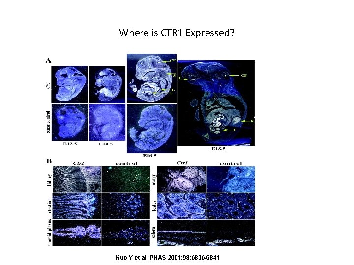 Where is CTR 1 Expressed? Kuo Y et al. PNAS 2001; 98: 6836 -6841