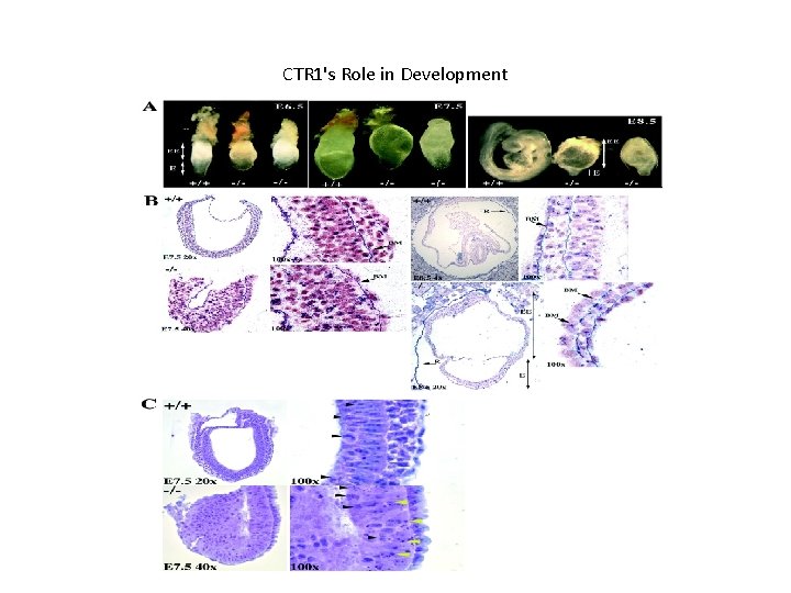 CTR 1's Role in Development 