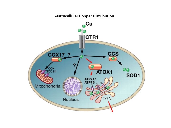 Intracellular Copper Distribution 