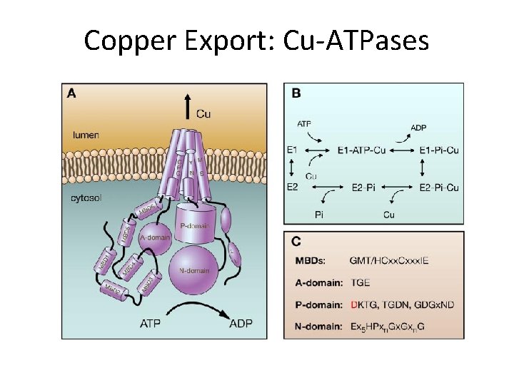 Copper Export: Cu-ATPases 
