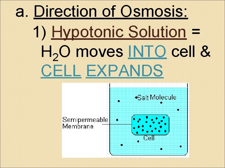 a. Direction of Osmosis: 1) Hypotonic Solution = H 2 O moves INTO cell