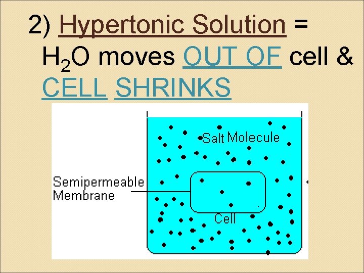 2) Hypertonic Solution = H 2 O moves OUT OF cell & CELL SHRINKS