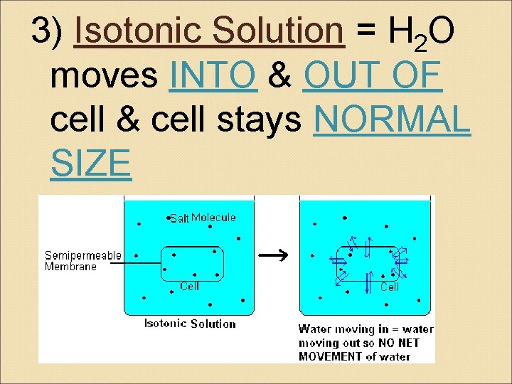 3) Isotonic Solution = H 2 O moves INTO & OUT OF cell &