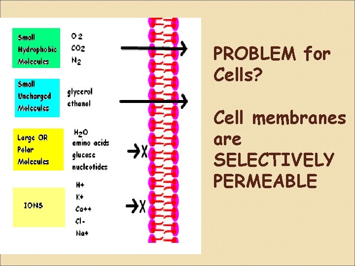 PROBLEM for Cells? Cell membranes are SELECTIVELY PERMEABLE 