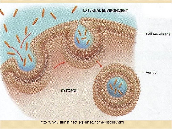 http: //www. sirinet. net/~jgjohnso/homeostasis. html 