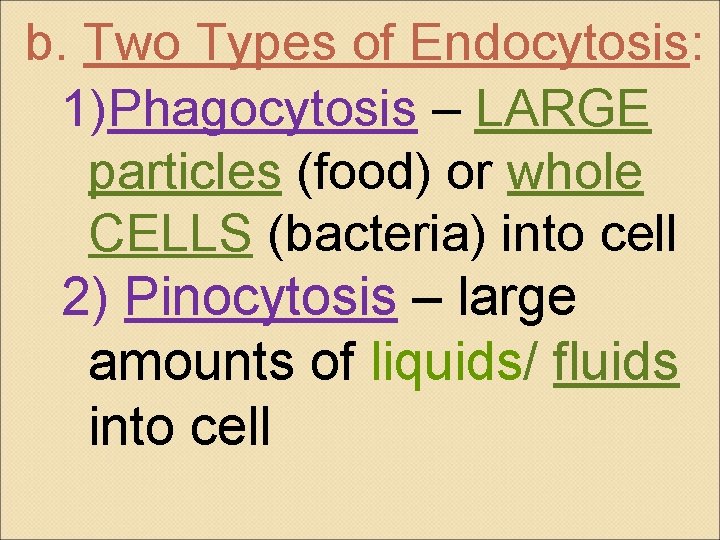 b. Two Types of Endocytosis: 1)Phagocytosis – LARGE particles (food) or whole CELLS (bacteria)