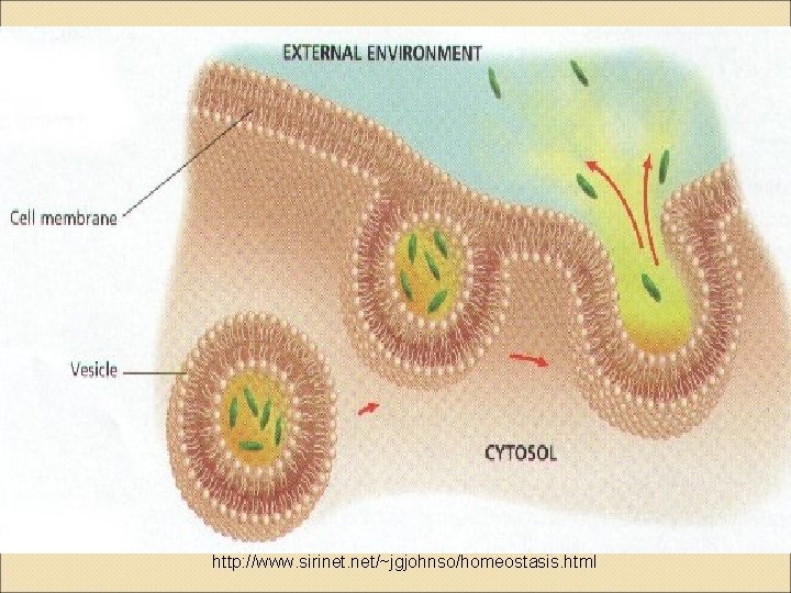 http: //www. sirinet. net/~jgjohnso/homeostasis. html 