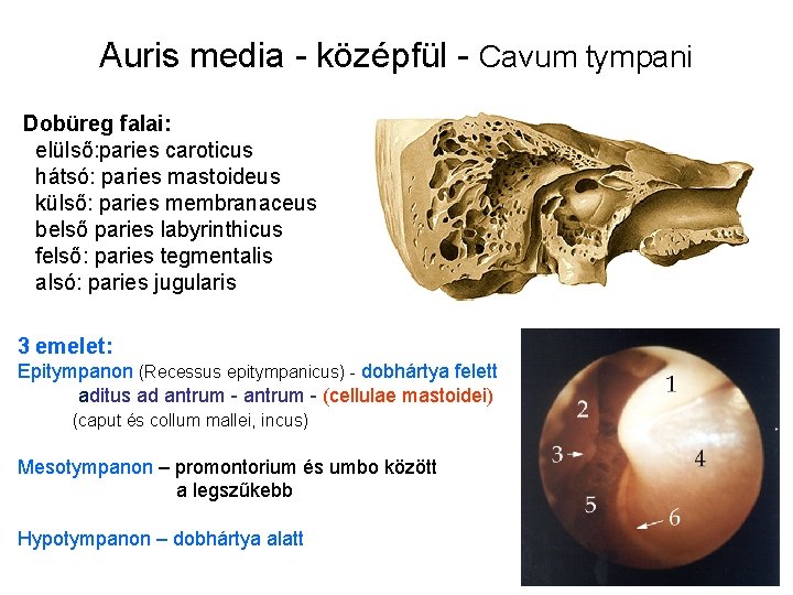 Auris media - középfül - Cavum tympani Dobüreg falai: elülső: paries caroticus hátsó: paries