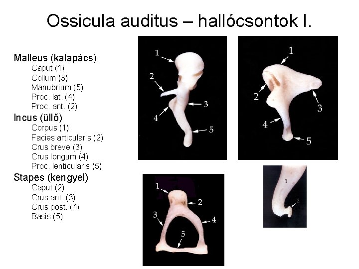 Ossicula auditus – hallócsontok I. Malleus (kalapács) Caput (1) Collum (3) Manubrium (5) Proc.