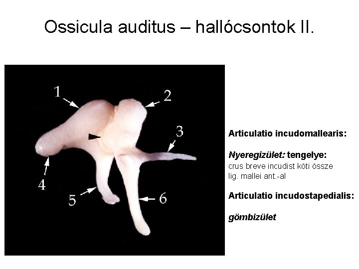 Ossicula auditus – hallócsontok II. Articulatio incudomallearis: Nyeregizület: tengelye: crus breve incudist köti össze