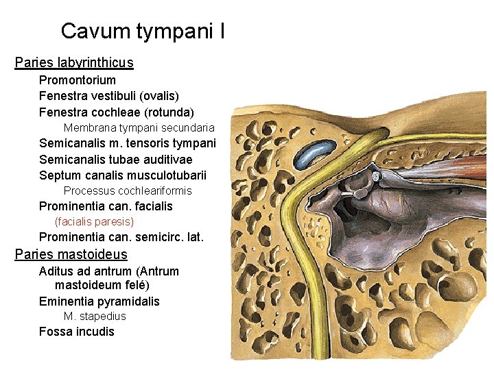 Cavum tympani I Paries labyrinthicus Promontorium Fenestra vestibuli (ovalis) Fenestra cochleae (rotunda) Membrana tympani