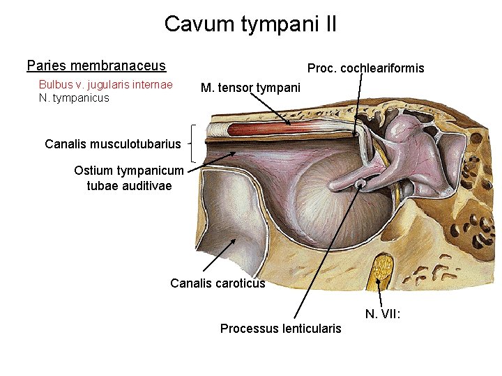 Cavum tympani II Paries membranaceus Proc. cochleariformis Bulbus v. jugularis internae N. tympanicus M.