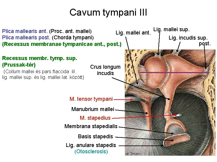 Cavum tympani III Lig. mallei sup. Plica mallearis ant. (Proc. ant. mallei) Lig. mallei