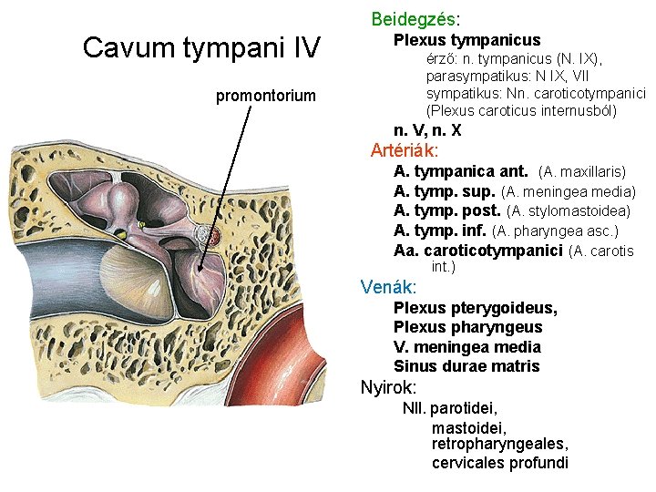 Beidegzés: Cavum tympani IV Plexus tympanicus érző: n. tympanicus (N. IX), parasympatikus: N IX,