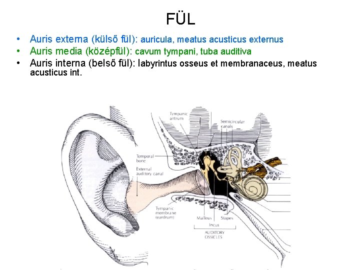 FÜL • Auris externa (külső fül): auricula, meatus acusticus externus • Auris media (középfül):