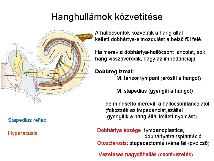 Hanghullámok közvetítése A hallócsontok közvetítik a hang által keltett dobhártya-elmozdulást a belső fül felé.