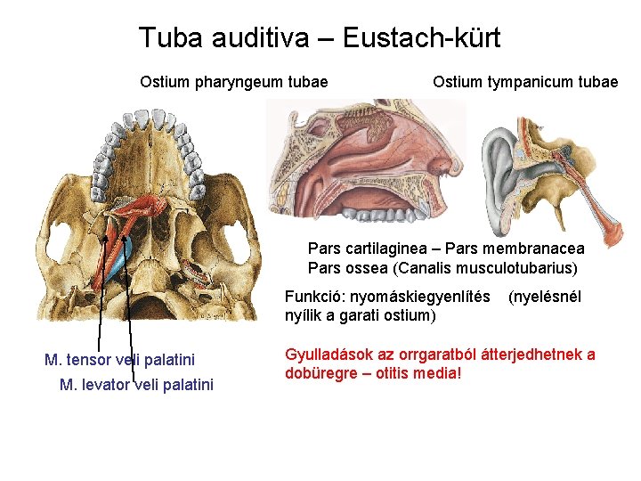 Tuba auditiva – Eustach-kürt Ostium pharyngeum tubae Ostium tympanicum tubae Pars cartilaginea – Pars