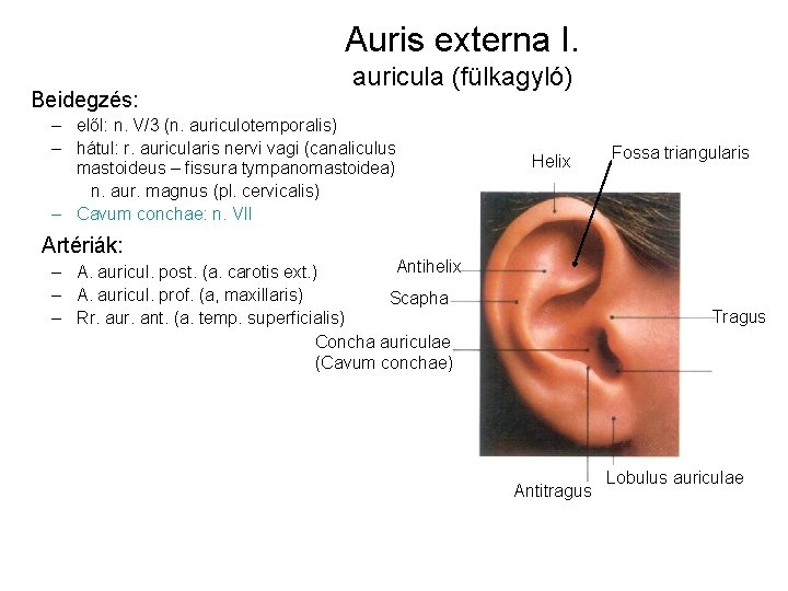 Auris externa I. Beidegzés: auricula (fülkagyló) – elől: n. V/3 (n. auriculotemporalis) – hátul: