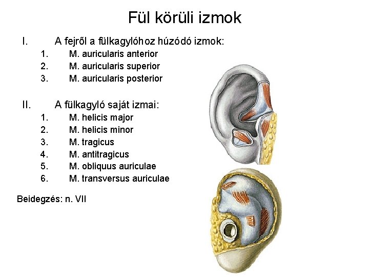 Fül körüli izmok I. A fejről a fülkagylóhoz húzódó izmok: 1. 2. 3. II.