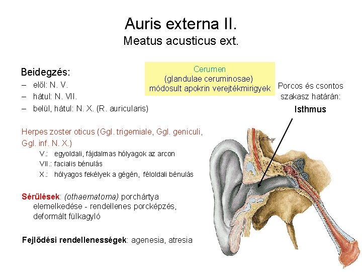 Auris externa II. Meatus acusticus ext. Beidegzés: – elől: N. V. – hátul: N.