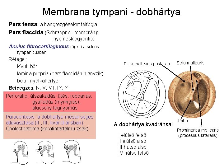 Membrana tympani - dobhártya Pars tensa: a hangrezgéseket felfogja Pars flaccida (Schrappnell-membrán): nyomáskiegyenlítő Anulus