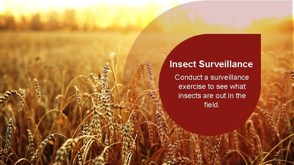 Insect Surveillance Conduct a surveillance exercise to see what insects are out in the