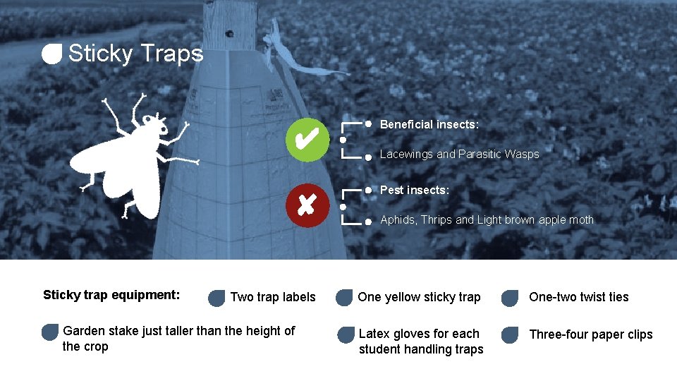 Sticky Traps ✔ ✘ Sticky trap equipment: Two trap labels Garden stake just taller