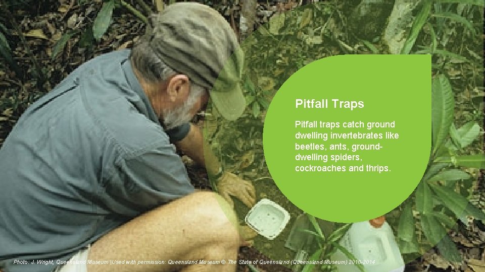 Pitfall Traps Pitfall traps catch ground dwelling invertebrates like beetles, ants, grounddwelling spiders, cockroaches