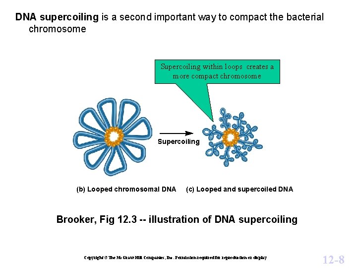 DNA supercoiling is a second important way to compact the bacterial chromosome Supercoiling within