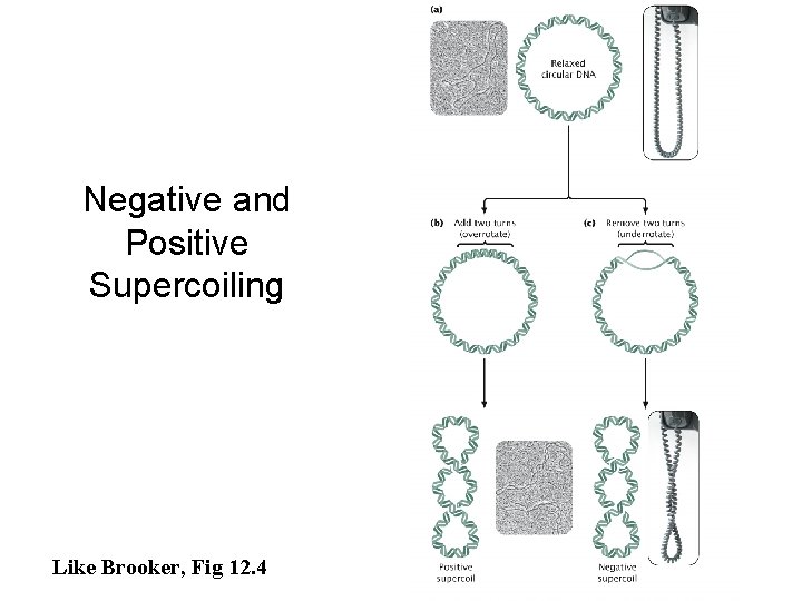 Negative and Positive Supercoiling Like Brooker, Fig 12. 4 