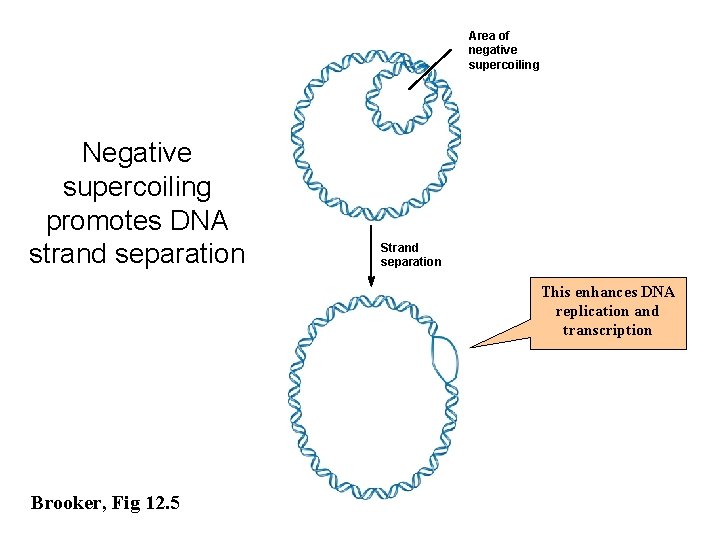 Area of negative supercoiling Negative supercoiling promotes DNA strand separation Strand separation This enhances