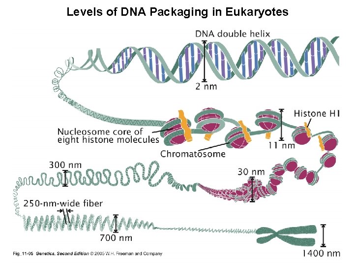 Levels of DNA Packaging in Eukaryotes 
