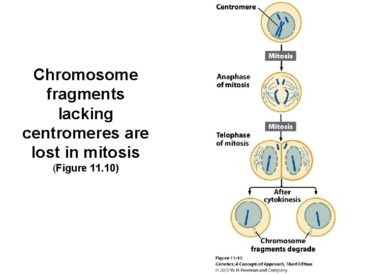 Chromosome fragments lacking centromeres are lost in mitosis (Figure 11. 10) 