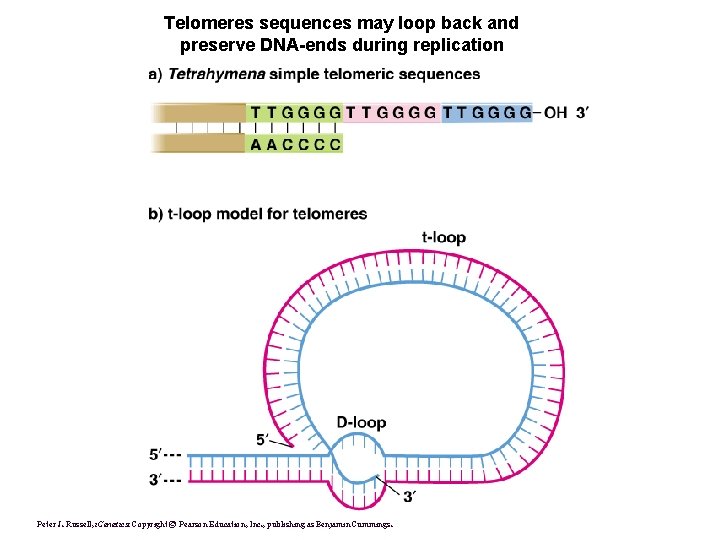 Telomeres sequences may loop back and preserve DNA-ends during replication Peter J. Russell, i.