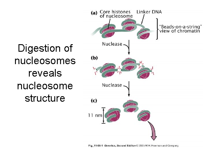 Digestion of nucleosomes reveals nucleosome structure 