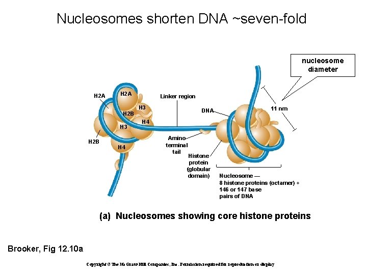 Nucleosomes shorten DNA ~seven-fold nucleosome diameter H 2 A Linker region H 3 DNA