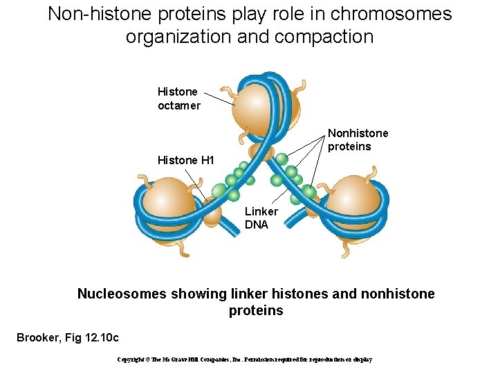 Non-histone proteins play role in chromosomes organization and compaction Histone octamer Nonhistone proteins Histone