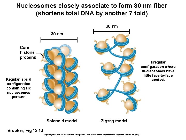 Nucleosomes closely associate to form 30 nm fiber (shortens total DNA by another 7