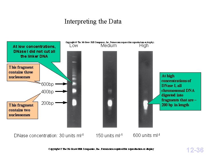 Interpreting the Data Copyright © The Mc. Graw-Hill Companies, Inc. Permission required for reproduction